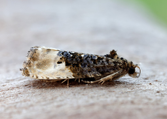 49.156 BF1083 Marbled Orchard Tortrix Hedya nubiferana