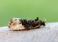 49.156 BF1083 Marbled Orchard Tortrix Hedya nubiferana