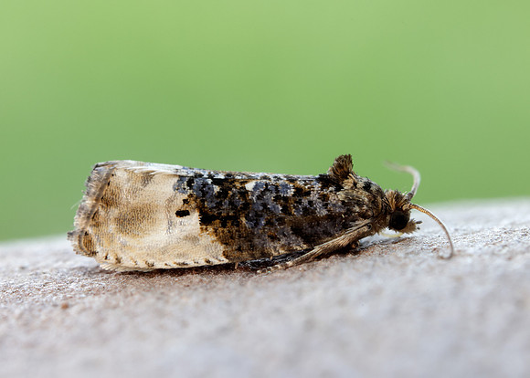 49.156 BF1083 Marbled Orchard Tortrix Hedya nubiferana