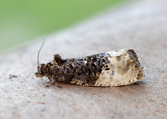 49.156 BF1083 Marbled Orchard Tortrix Hedya nubiferana