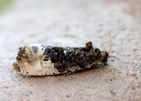 49.156 BF1083 Marbled Orchard Tortrix Hedya nubiferana