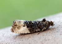 49.156 BF1083 Marbled Orchard Tortrix Hedya nubiferana