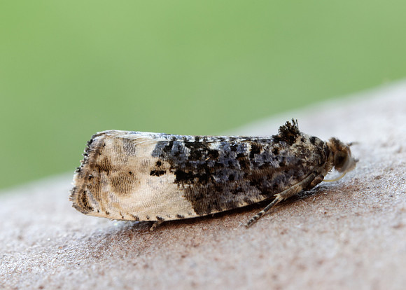 49.156 BF1083 Marbled Orchard Tortrix Hedya nubiferana