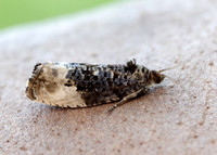 49.156 BF1083 Marbled Orchard Tortrix Hedya nubiferana
