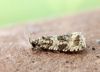 49.166 BF1076 Celypha lacunana