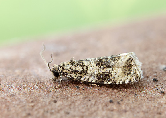 49.166 BF1076 Celypha lacunana