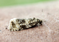 49.166 BF1076 Celypha lacunana