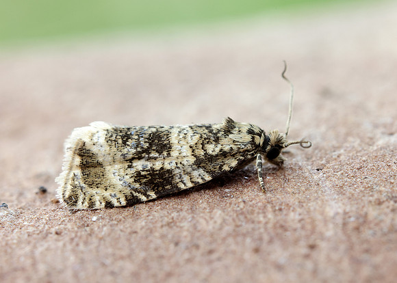 49.166 BF1076 Celypha lacunana