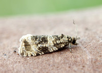49.166 BF1076 Celypha lacunana