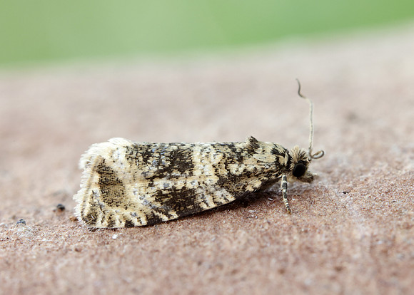 49.166 BF1076 Celypha lacunana