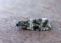 49.166 BF1076 Celypha lacunana