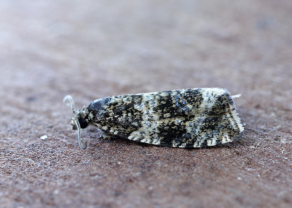 49.166 BF1076 Celypha lacunana