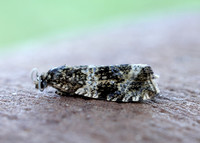 49.166 BF1076 Celypha lacunana