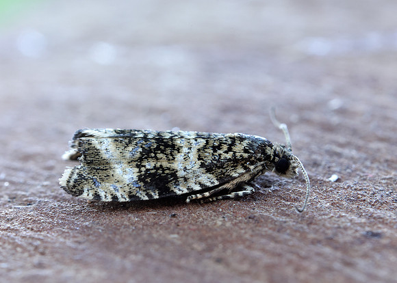 49.166 BF1076 Celypha lacunana
