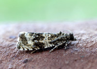 49.166 BF1076 Celypha lacunana