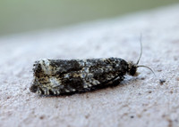 49.166 BF1076 Celypha lacunana