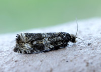 49.166 BF1076 Celypha lacunana