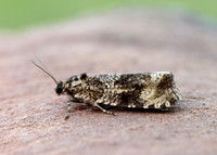 49.166 BF1076 Celypha lacunana