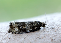 49.166 BF1076 Celypha lacunana