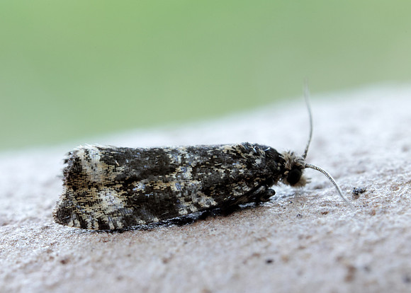 49.166 BF1076 Celypha lacunana