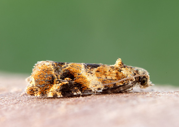 49.184 BF1106 Lobesia reliquana