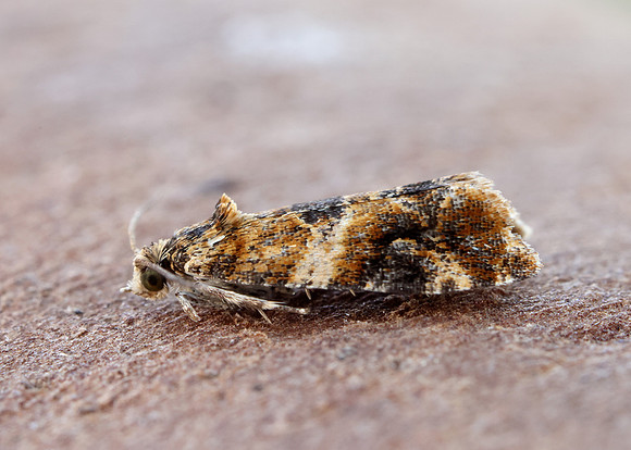 49.184 BF1106 Lobesia reliquana