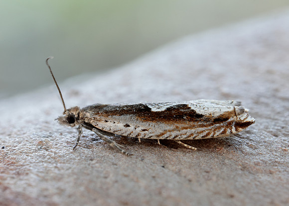 49.207 BF1119 Ancylis geminana