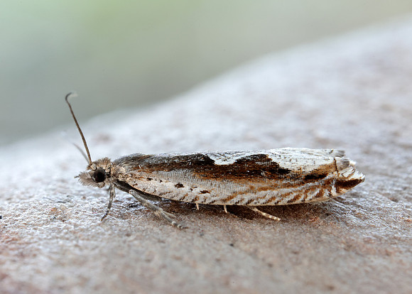 49.207 BF1119 Ancylis geminana