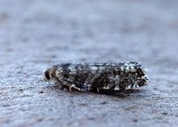 49.252 BF1142 Epinotia tedella