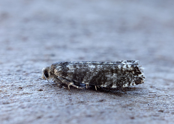 49.252 BF1142 Epinotia tedella