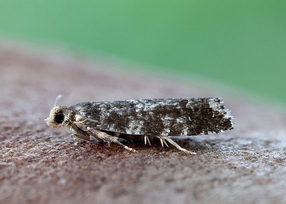 49.252 BF1142 Epinotia tedella