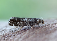 49.252 BF1142 Epinotia tedella