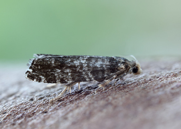 49.252 BF1142 Epinotia tedella