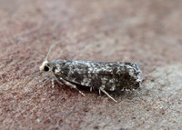 49.252 BF1142 Epinotia tedella