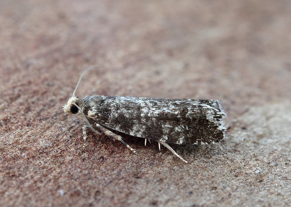 49.252 BF1142 Epinotia tedella