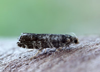 49.252 BF1142 Epinotia tedella