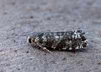 49.252 BF1142 Epinotia tedella