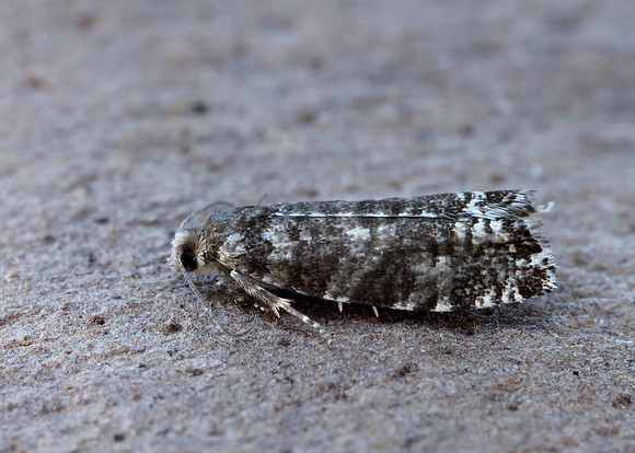 49.252 BF1142 Epinotia tedella
