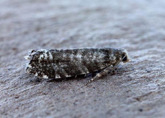 49.252 BF1142 Epinotia tedella