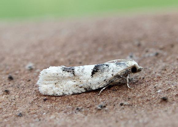 49.254 BF1133 Epinotia bilunana