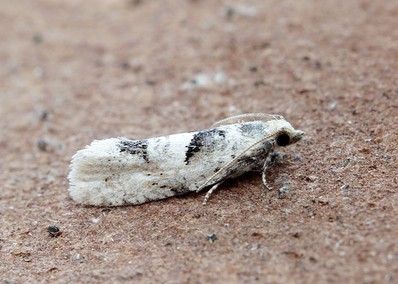 49.254 BF1133 Epinotia bilunana