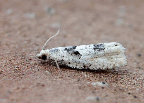 49.254 BF1133 Epinotia bilunana