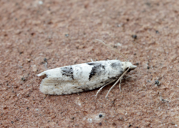49.254 BF1133 Epinotia bilunana