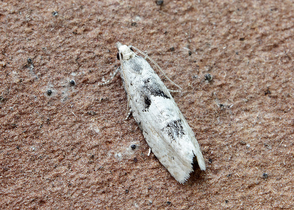 49.254 BF1133 Epinotia bilunana