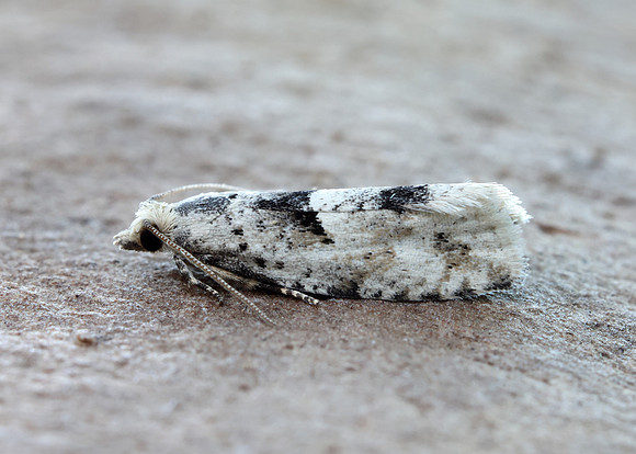 49.254 BF1133 Epinotia bilunana