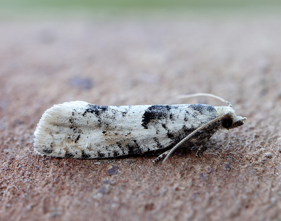 49.254 BF1133 Epinotia bilunana