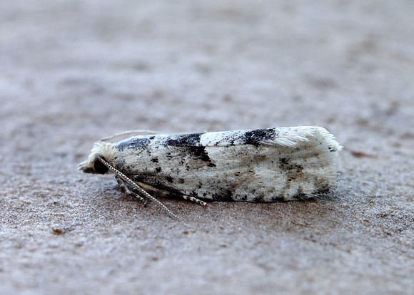 49.254 BF1133 Epinotia bilunana