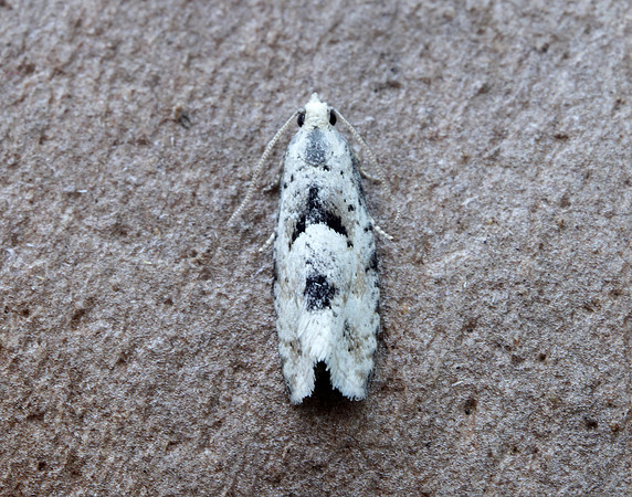 49.254 BF1133 Epinotia bilunana