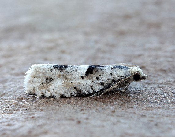 49.254 BF1133 Epinotia bilunana