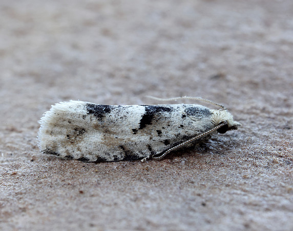 49.254 BF1133 Epinotia bilunana
